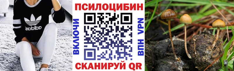 как найти   Новоалександровск  Псилоцибиновые грибы мицелий 